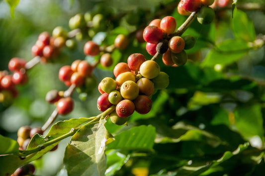 Coffee Beans on Coffee Tree